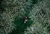 11-19-RVB-Cherry_trees-France.jpg