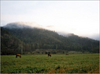 4horses.jpg