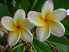 Filename=CarribeanSunset.jpg
Filesize=60KiB
Dimensions=648x486
Date added=Feb 04, 2005 CarribeanSunset.jpg