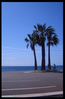 The Black Palmtrees.jpg