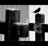 bb-black-bird---two-.jpg
