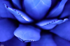 Filename=blue-leafs.jpg
Filesize=188KiB
Dimensions=746x493
Date added=Feb 04, 2005 blue-leafs.jpg