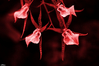 Filename=cvety-54.jpg
Filesize=162KiB
Dimensions=751x500
Date added=Feb 04, 2005 cvety-54.jpg