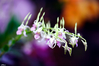 Filename=cvety-58.jpg
Filesize=165KiB
Dimensions=751x500
Date added=Feb 04, 2005 cvety-58.jpg