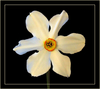 flower.jpg