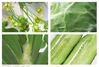 green-mid.jpg