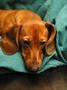 Filename=lona_sorg.jpg
Filesize=90KiB
Dimensions=636x853
Date added=Feb 04, 2005 lona_sorg.jpg