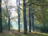 Filename=magicforest.jpg
Filesize=207KiB
Dimensions=800x600
Date added=Feb 04, 2005 magicforest.jpg