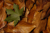 Filename=magnolia_leaves_500.jpg
Filesize=96KiB
Dimensions=500x332
Date added=Feb 04, 2005 magnolia_leaves_500.jpg
