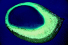 p116_f.jpg