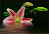 Filename=waterbeauty.jpg
Filesize=70KiB
Dimensions=623x437
Date added=Feb 04, 2005 waterbeauty.jpg