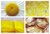 Filename=yellow-mid.jpg
Filesize=181KiB
Dimensions=707x480
Date added=Feb 04, 2005 yellow-mid.jpg