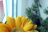 Filename=crop.jpg
Filesize=94KiB
Dimensions=600x401
Date added=Jun 22, 2006 crop.jpg